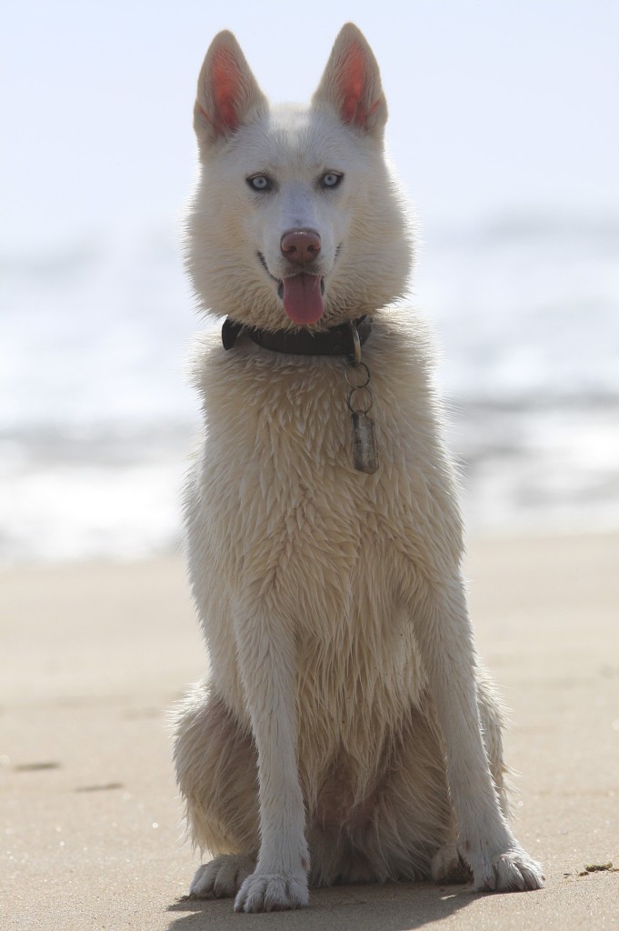 La petite 1 an, Pure race Husky