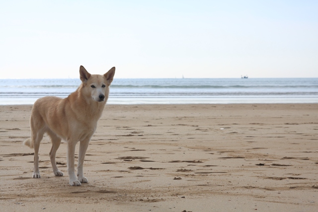 La grande de 9 ans, croisée Husky