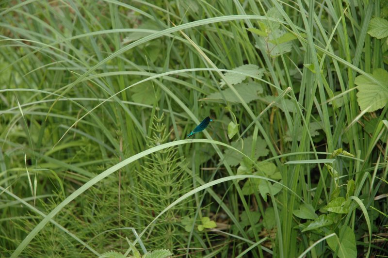 La libellule verte / bleue ?